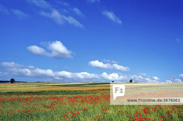 Klatschmohn (Papaver rhoeas)  Getreidefeld im Sommer  blauer Himmel  Wolken  nordhessische Landschaft  Hessen  Deutschland