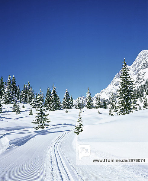 Tannen  Wald  verschneite Winterlandschaft  Neuschnee  Langlaufspur