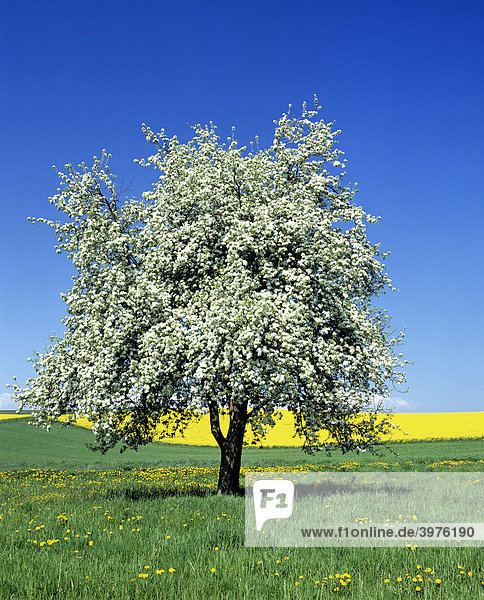 Blossoming Pear Tree (Pyrus) in front of a rape field  spring  Germany  Europe