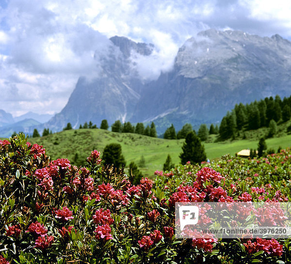 Alpenrosen (Rhododendron ferrugineum)  vor Langkofel und Plattkofel  Dolomiten  Südtirol  Italien  Europa