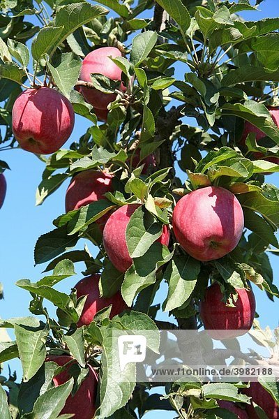 Apples ´red chief´ Mollerussa  Lleida  Catalonia  Spain