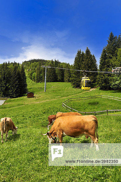 Pasture  cows and Belchenseilbahn ropeway  Belchen  Black Forest  Baden-Wuerttemberg  Germany  Europe