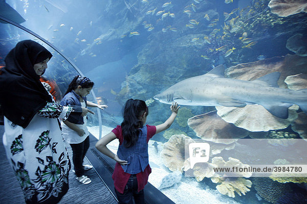 Dubai Aquarium and Underwater Zoo at the Dubai Mall  Dubai  United Arab Emirates  Middle East