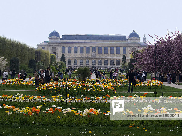 Botanischer Garten  Jardin des Plantes  mit Mohnblumen  Alpen-Mohn (Papaver alpinum)  Paris  Frankreich  Europa