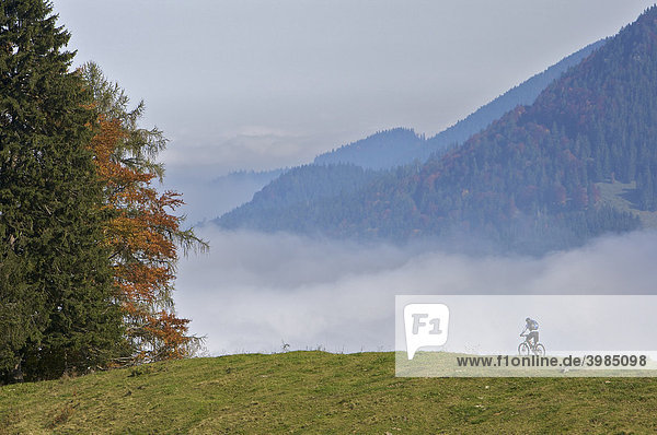 Mountain bike rider  female  in autumn on Heuberg Mountain near Nussdorf am Inn  Bavaria  Germany