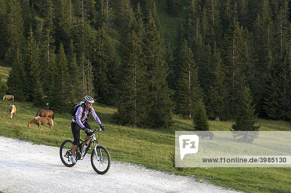 Female mountainbike rider near Ehrwalder Alm alpine meadows  Ehrwald  Tyrol  Austria  Europe