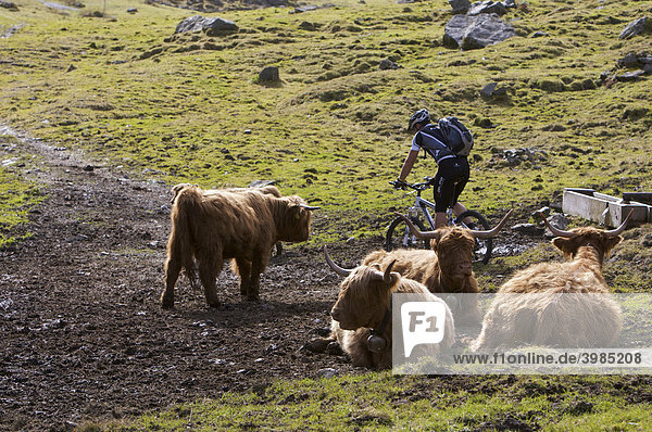 Mountainbike-Fahrer  Schottische Hochlandrinder an der Karalm im Pinnistal  Tirol  Österreich