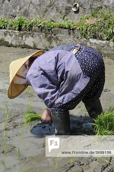 Reisbäuerin mit Reisstrohhut pflanzt mit der Hand Reisstecklinge  Ohara  Japan  Asien