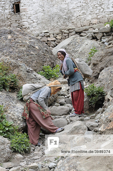 Frauen tragen Bausand in den höher gelegenen Teil des Klosters  Hemis  Nordindien  Indien  Himalaja