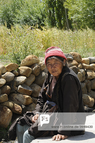 Bäuerin in traditioneller Kleidung am Rande eines Gerstenfeldes beim Kloster Phiyang  Ladakh  Indien  Himalaya