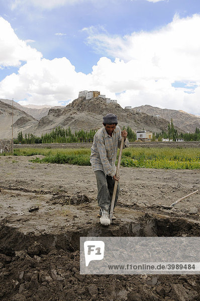 Mann sticht Lehm ab für Ziegel in einer Ziegelei  die luftgetrocknete Ziegel im Industal herstellt  auf dem Berg das Kloster Traktok  Ladakh  Indien  Himalaja  Asien