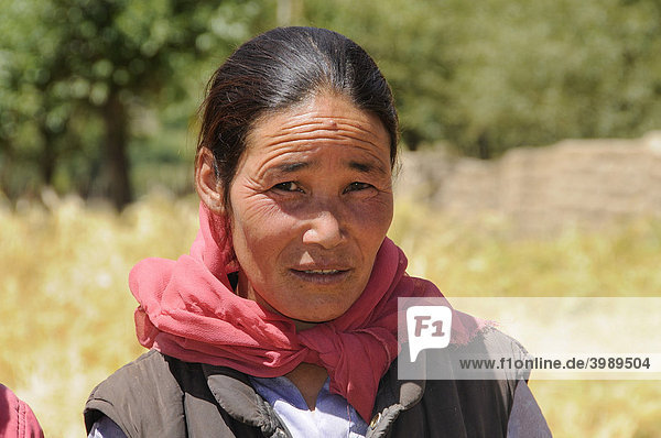 Ladakhifrau  Bäuerin  in der Nähe vom Kloster Traktok bei der Ernte  Ladakh  Indien  Himalaja  Asien