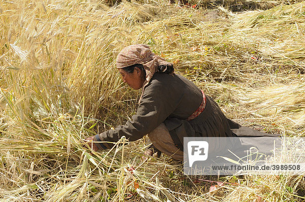 Ladakhi woman harvesting barley with a sickle  Chemre  Ladakh  India  Himalayas  Asia