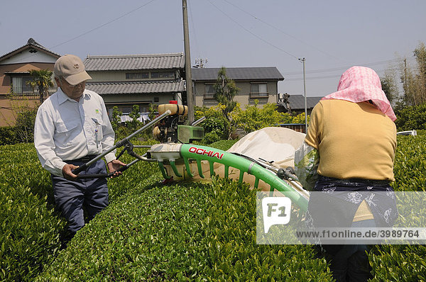 Maschinelle Teeernte  Schneidemaschine mit Gebläse und Auffangsack  Sagara  Präfektur Shizuoka  Japan  Asien