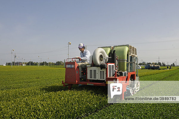 Tea harvesting machine  harvester  in use in the biggest connected tea cultivation ground  Makinohara-Daichi  Shizuoka Prefecture  Japan  Asia