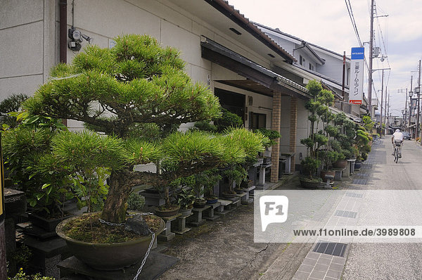 Large privately owned Bonsai garden in Sasayama  Japan  Asia
