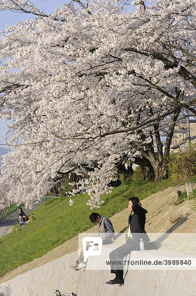 Berühmte kilometerlange Kirschblüte am Kamofluss in Kyoto  Japan  Aisen