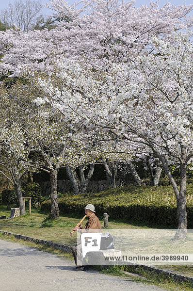 Japanese man playing a shakuhachi  a traditional bamboo flute  outdoors at the Takaraga-ike Lake in Kyoto  Japan  East Asia  Asia