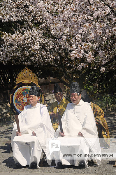 Shinto Priester sitzen bei einer Andacht  Schreinfest während der Kirschblüte am Hirano Shrine  Kyoto  Japan  Ostasien  Asien