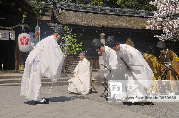 Schinto Priester reinigt mit einem wehenden Zweig und andere Priester verbeugen sich  Schreinfest während der Kirschblüte am Hirano Shrine  Kyoto  Japan  Ostasien  Asien