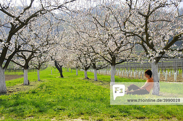 Frau sitzt unter blühenden Marillenbäumen  Wachau  größtes Marillenanbaugebiet Österreichs  Niederösterreich  Österreich  Europa