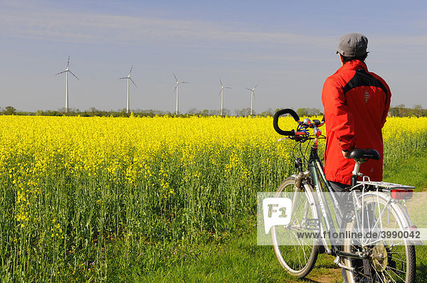 Radfahrerin vor blühendem Rapsfeld zur Biodieselerzeugung und Windrädern  erneuerbare Energien  Marchfeld  Niederösterreich  Österreich  Europa