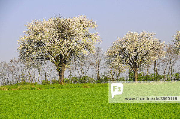 Blühende Kirschbäume (Prunus avium) auf saftig grüner Wiese  Weinviertel  Niederösterreich  Österreich  Europa