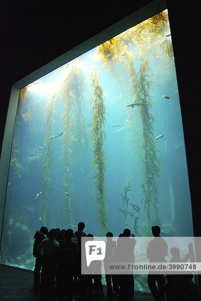 Menschen bewundern riesigen Seetang  National Museum of Marine Biology and Aquarium  Nationalmuseum für Meeresbiologie und Aquarium  Taiwan  Asien