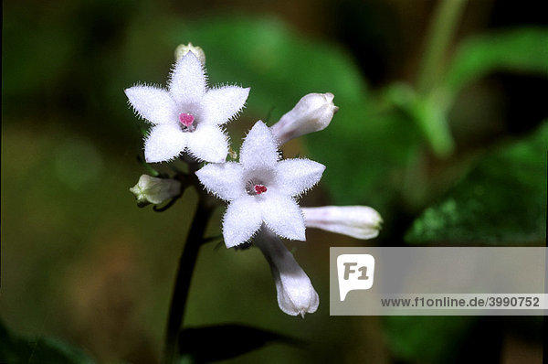 Weisse Blüten einer Japanese Ophiorrhiza (Ophiorrhiza japonica) im Frühling  Taiwan  Asien