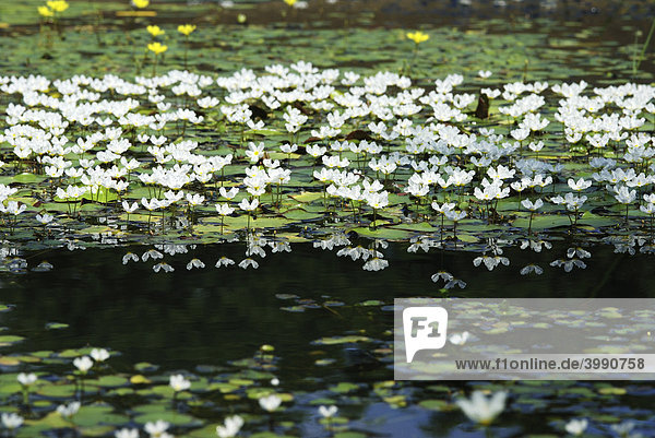 Wasserlilien (Nymphoides coreana) und Spiegelung  Wasserpflanzen  Taiwan  Asien