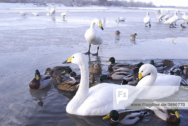 Schwäne und Enten auf einem vereisten Fluss im Winter  Japan  Asien