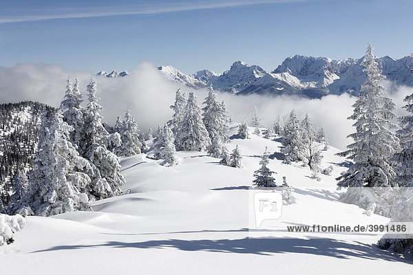 Winterlandschaft auf Wank nahe Garmisch-Partenkirchen  hinten Wettersteingebirge  Werdenfelser Land  Oberbayern  Bayern  Deutschland