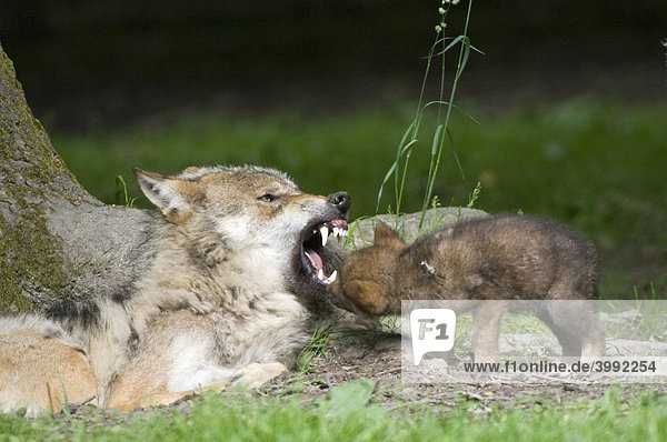 Wolf (Canis lupus)  Alttier und Jungtier  Tierpark Sababurg  Hofgeismar  Nordhessen  Deutschland