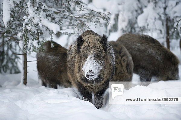 Wild Boars (Sus scrofa) in a heavily snow-covered forest  open-air enclosure  Bavarian Forest National Park  Bavaria  Germany  Europe