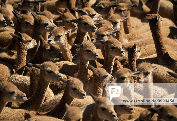 Vicunas Pampas Galeras Peru Südamerika