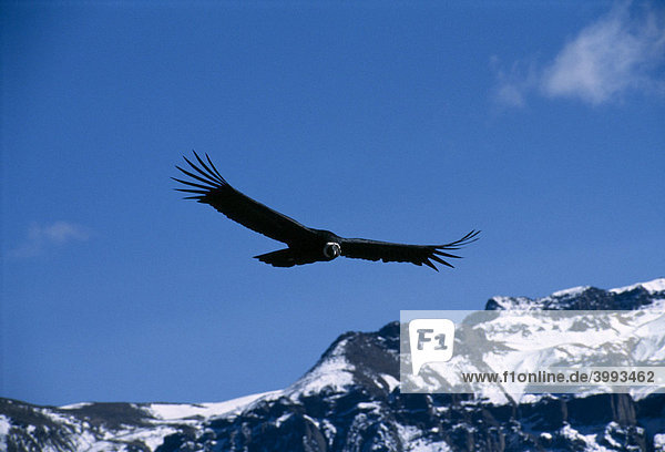 Kondor Colca Canyon Peru Südamerika