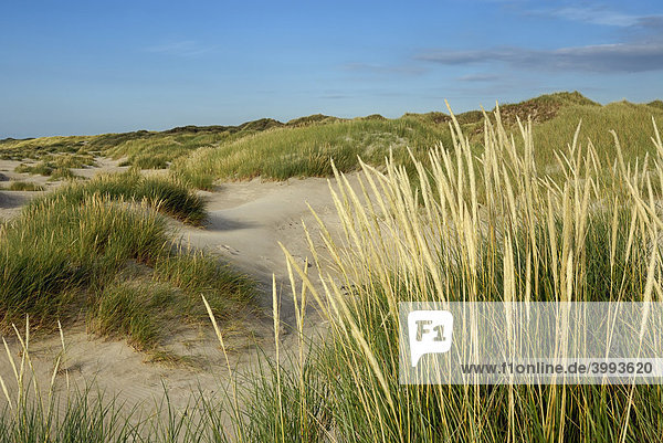 Dünenlandschaft, Weißdüne mit Gewöhnlichem Strandhafer Ammophila