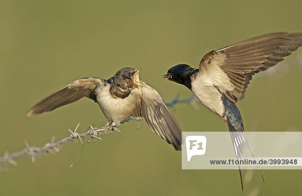 Barn swallows (Hirundo rustica) during feeding