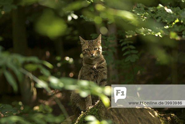 Europäische Wildkatze (Felis silvestris)  in Gefangenschaft