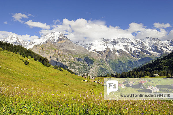 Blick über eine Almwiese mit Berghütten zu den Berner Alpen  Kanton Bern  Schweiz  Europa