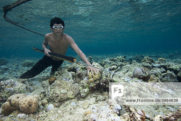 Fisherman hunting fish with a primitive harpoon in the Bunaken National Park  Indonesia  Southeast Asia