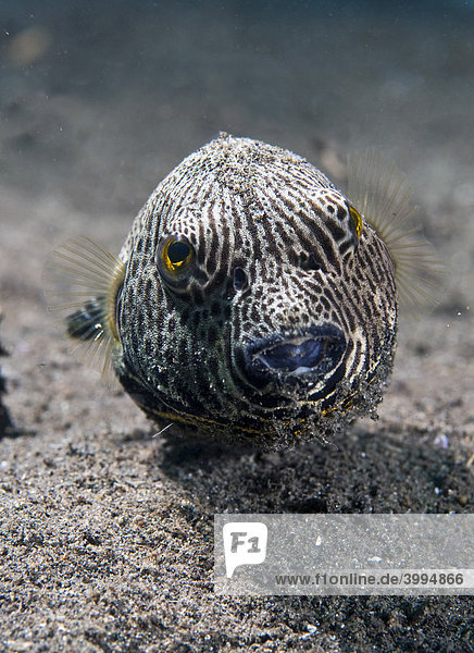 Giant pufferfish (Arothron sp.)  Lembeh Strait  Sulawesi  Indonesia  Southeast Asia