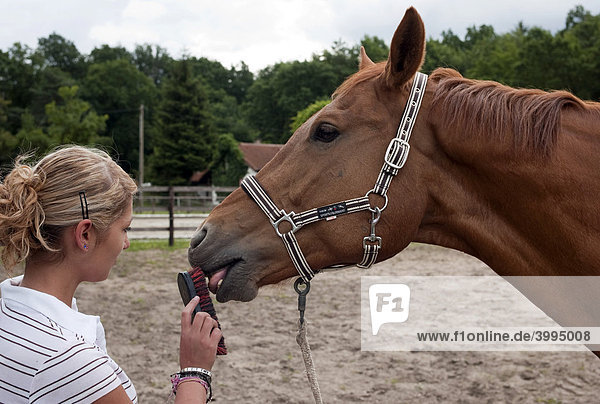 Mädchen  Teenager  pflegt ein Pferd