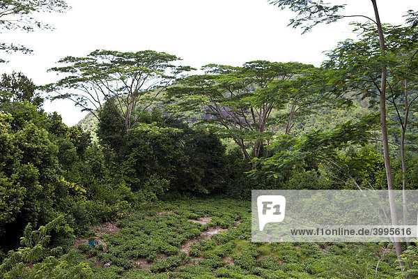 Teeplantage im Nationalpark Morone  Insel Mahe  Seychellen  Indischer Ozean  Afrika