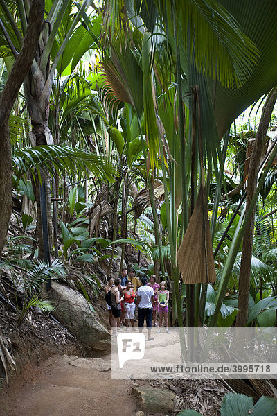 Tourists marvel at the lush vegetation in the Vallee de Mai  unique nature reserve on Praslin Island with the CoCo de Mer  Praslin National Park  Praslin Island  Seychelles  Indian Ocean  Africa