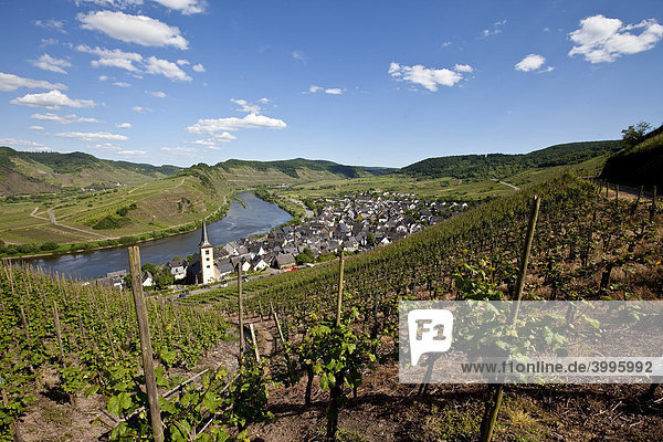 Blick auf die Moselschleife bei der Ortschaft Bremm  Landkreis Cochem-Zell  Mosel  Rheinland-Pfalz  Deutschland  Europa