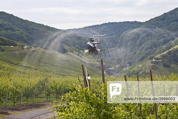 Ein Hubschrauber besprüht Wein an der Mosel an schwer zugänglichen Stellen in den Weinbergen mit einem Mittel gegen Pilzbefall  Rheinland-Pfalz  Deutschland  Europa