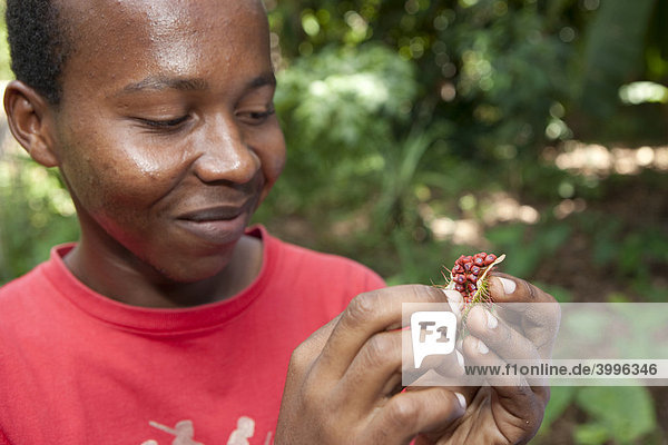 Ein Mann hält eine aufgeschnittene Frucht eines Lipsticktree in der Hand  Gewürzgarten bei Chuini  Sansibar  Tansania  Afrika