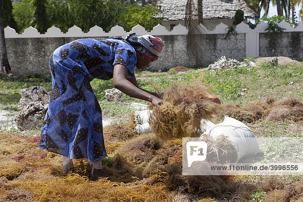 Woman working on seaweed laid out to dry  Jambiani  Zanzibar  Tanzania  Africa