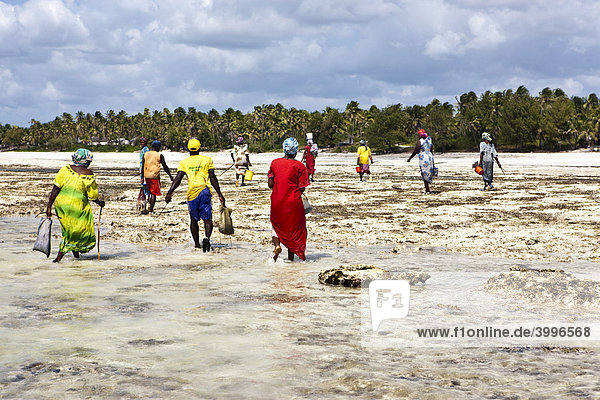 Bunt gekleidete Frauen am Strand  Sansibar  Tansania  Afrika